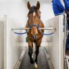 Equine Dry Treadmill - FMBs Pro Range