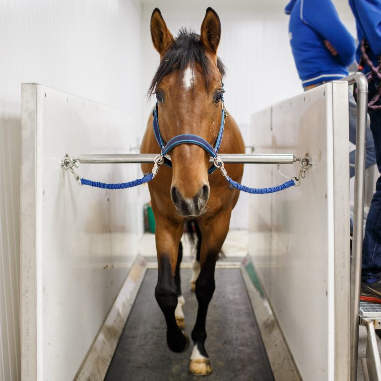 Equine Water Treadmill FMBS Therapy Systems