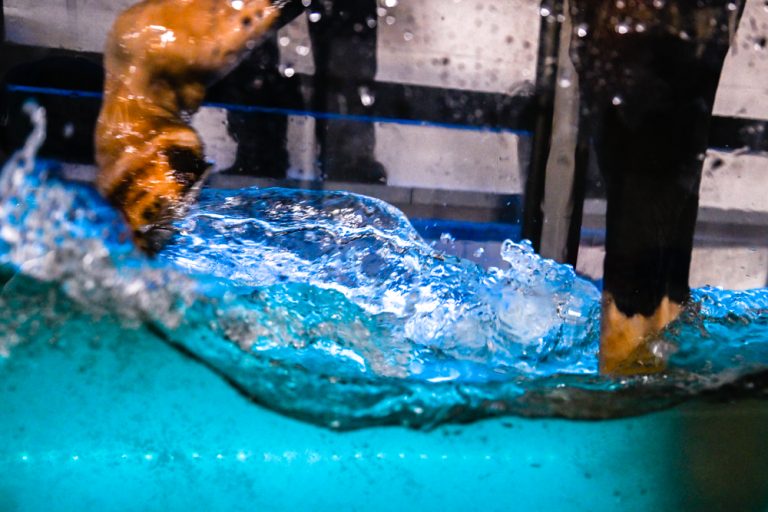 Equine Water Treadmill FMBS Therapy Systems