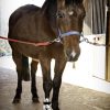 Hoof Wraps - Soaker Sacks