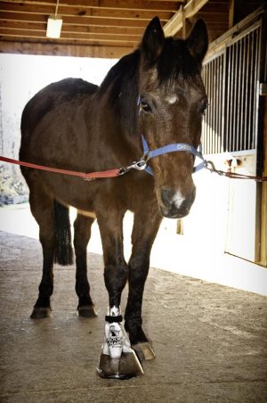 Hoof Wraps - Soaker Sacks
