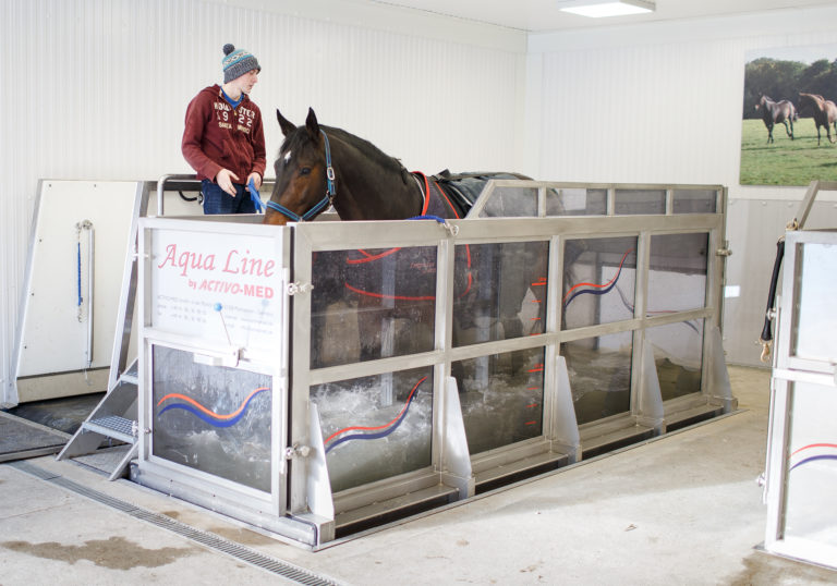 The Benefits of Equine Hydrotherapy - FMBS Therapy Systems