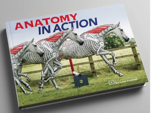 Anatomy In Action by Gillian Higgins