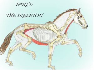 Alternative view of Exploring Equine Anatomy by Gillian Higgins