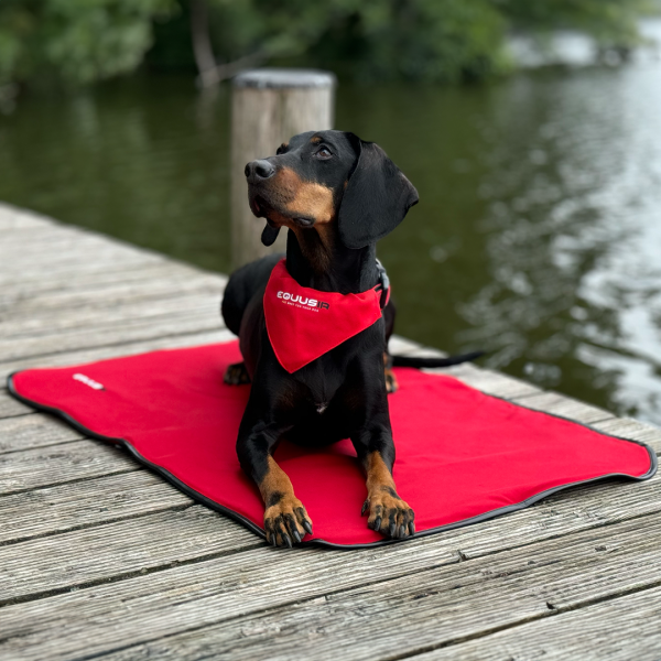 BIOS Dog Blanket